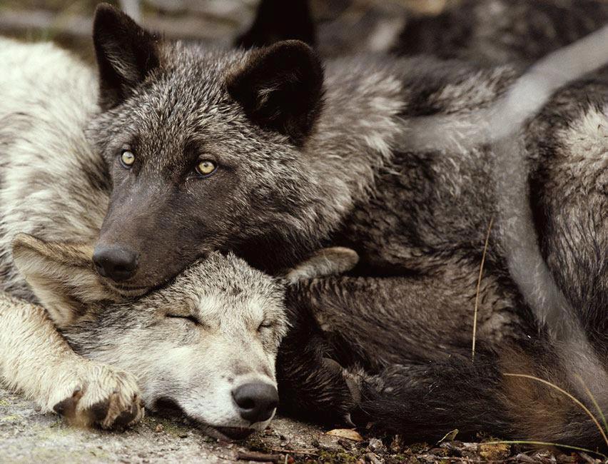 gray wolves hunting