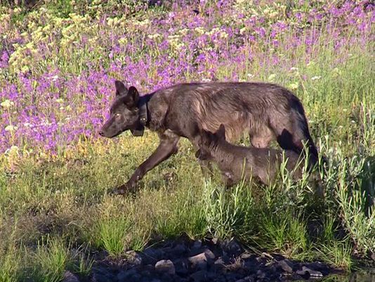 Wolf lupines