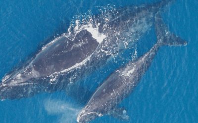 Statement | Uplisting of North Atlantic Right Whales