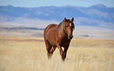 BLM Weighs Wild Horse Impact Much More Heavily Than Cattle