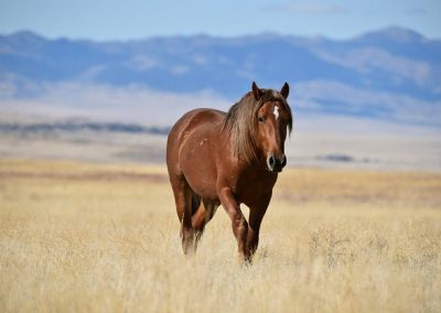 BLM Weighs Wild Horse Impact Much More Heavily Than Cattle