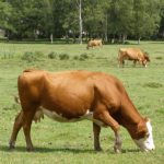 brown cows eating grass in green field 