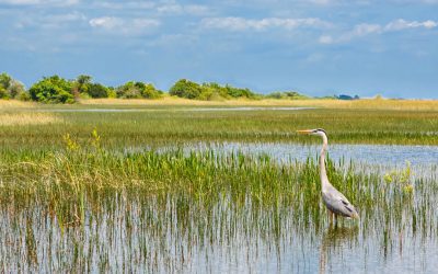 CDC’s Top Climate Scientist Back In Hot Water