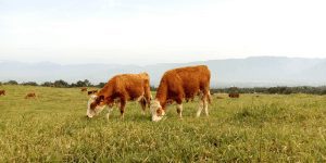 Cows Grazing in Photo