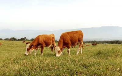 Decades of Overgrazing Compromise 30 x 30 Goal 