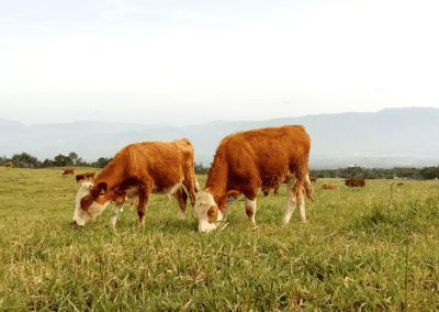 Decades of Overgrazing Compromise 30 x 30 Goal 