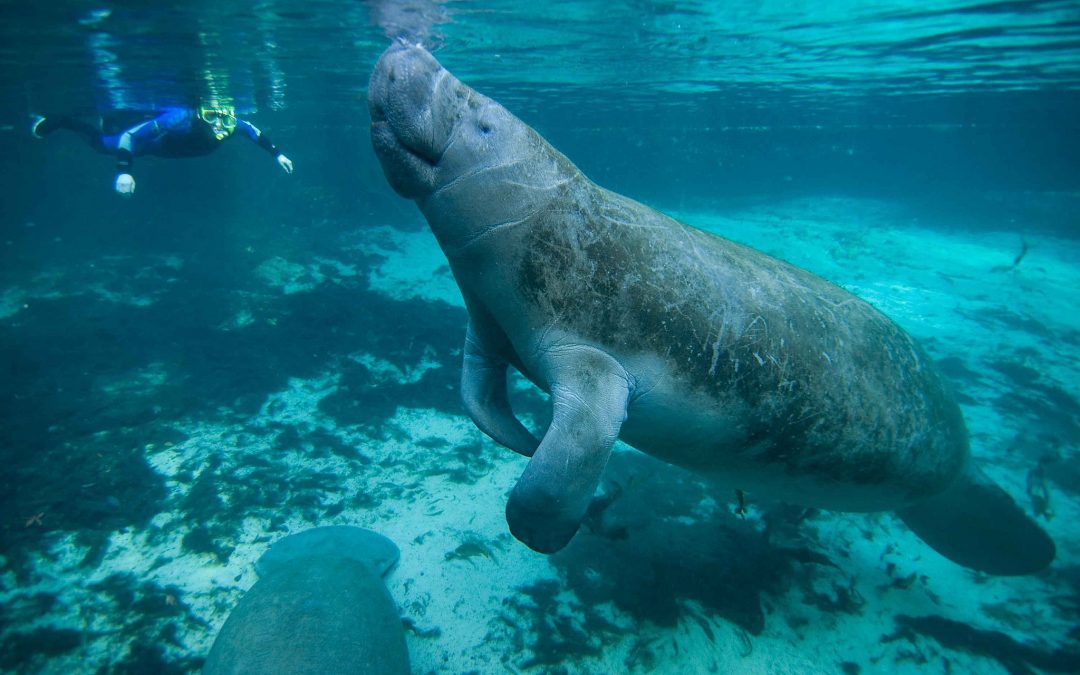 2022 Begins Another Deadly Year for Manatees
