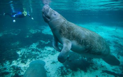 2022 Begins Another Deadly Year for Manatees