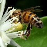 Close-Up of Bee Pollinating White Flower With Green Bokeh Background