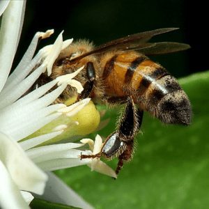 Bee Pollinating Flower