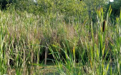 BLOG: WOTUS Redefinition: New York