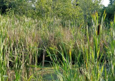 BLOG: WOTUS Redefinition: New York