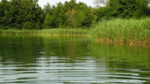 Green Lake With Ripples with Green Reeds and Conifer Trees on Bank