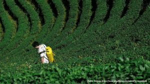 Man Spraying Bee-Killing Insecticides in Green Agricultural Fields