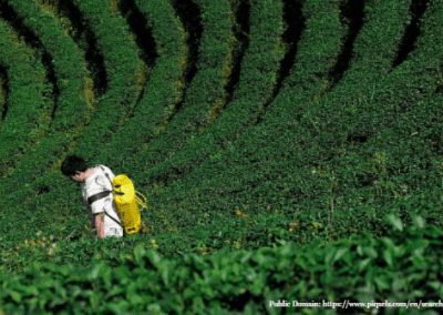 BLOG: EPA Continues to Approve Bee-Killing Insecticides