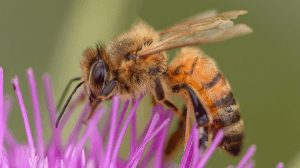 Orange and black honeybee on purple flower with a bokeh green background  