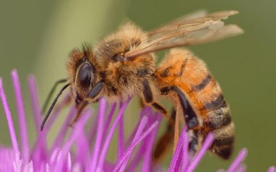 BLOG: Pesticides: Persistent Threat to Birds, Bees and Humans