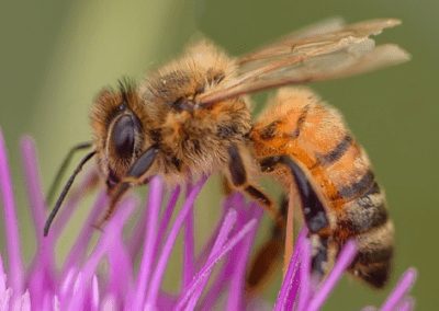 BLOG: Pesticides: Persistent Threat to Birds, Bees and Humans