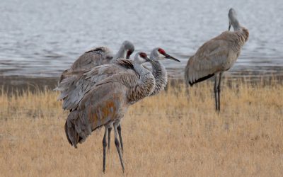 Ten Retired Press Officers Attack Validity Of Bird-Death Rule