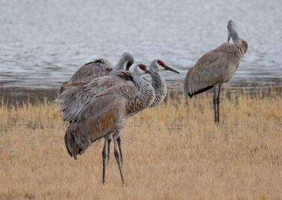 Ten Retired Press Officers Attack Validity Of Bird-Death Rule
