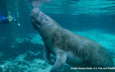 Record Manatee Mortality in New YearÂ