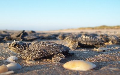 Park Service Masks Cuts in Sea Turtle Recovery