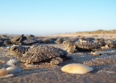 Op-Ed | The Park Service Has Lost Its Conservation Compass