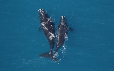 BLOG | Proposed Definition of ‘Habitat’ Could Spell Trouble for Marine Life 