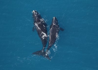 BLOG | Proposed Definition of ‘Habitat’ Could Spell Trouble for Marine Life