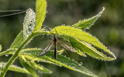 Op-Ed | Should We Stop Spraying for Mosquitoes During the Pandemic?