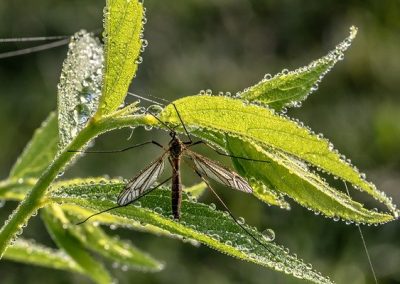 Op-Ed | Should We Stop Spraying for Mosquitoes During the Pandemic?