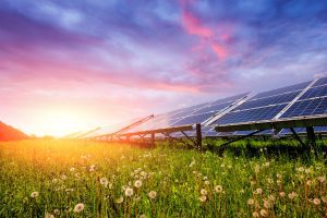 Solar panels with sunset in foreground and green pastures with flowers in foreground