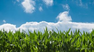 Green grass against a blue sky with white clouds