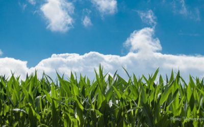BLOG | The Risks of Paying for Agricultural Greenhouse Gas Sequestration