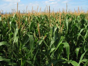 Corn Field with blue sky