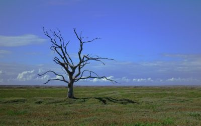 COMMENTARY | A View of the Climate Emergency
