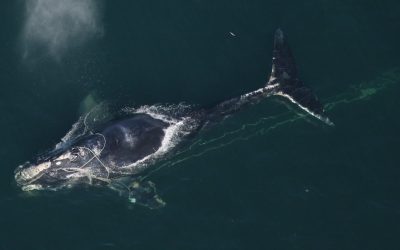 BLOG | NOAA’s Failure on the North Atlantic Right WhaleÂ