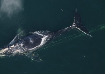 BLOG | NOAA’s Failure on the North Atlantic Right Whale 
