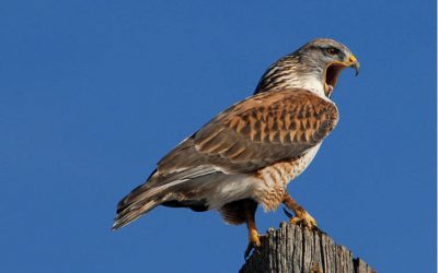 BLM Moves to Fire Migratory Bird Whistleblower  