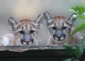 panther characteristics