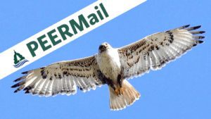 Ferruginous Hawk | Photo: Rick Bohn/USFWS