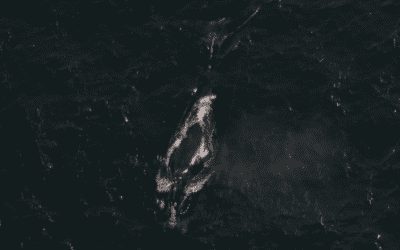 COMMENTARY | Cottontail, Dead at 12