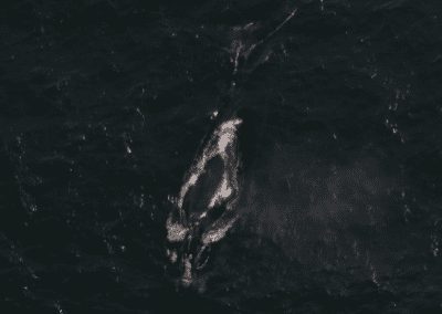 COMMENTARY | Cottontail, Dead at 12