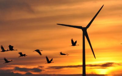 COMMENTARY | Green Energy: An Eco-Price for Fighting Climate Change