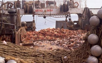 Alaska Red King Crab Dethroned by Scientific Fraud