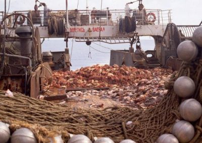 Alaska Red King Crab Dethroned by Scientific Fraud