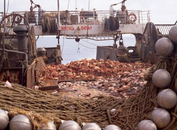 Alaska Red King Crab Dethroned by Scientific Fraud