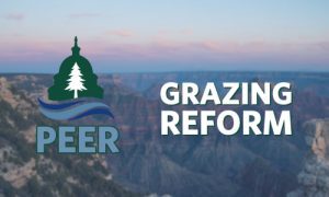 PEER: Grazing Reform