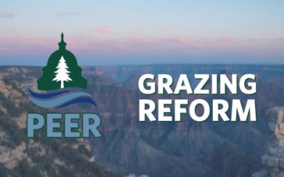 Interior Wild Horse Focus Ignores Cattle Impacts