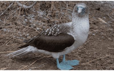 COMMENTARY | Migratory Birds Get a Lift with Proposed Rule Reversal